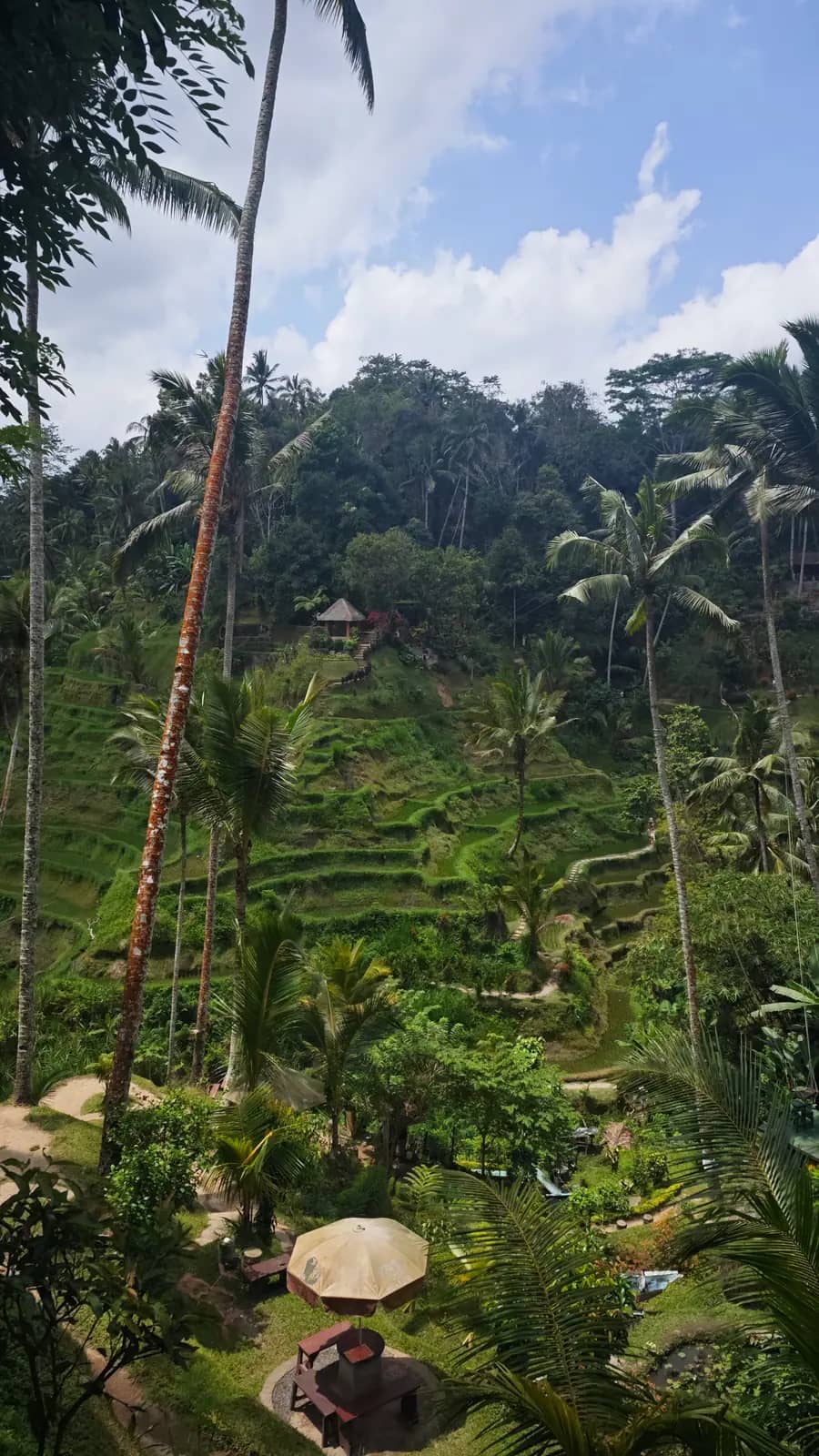 Green rice terraces and palm trees near Ubud, Bali